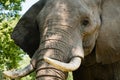 Close up of the face of an African elephant Royalty Free Stock Photo