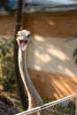 An aggressive ostrich inside of a fence