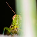 Close-up face agreen grasshopper on green leaf Royalty Free Stock Photo
