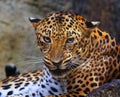 Close up face of angry leopard