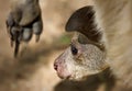 Close Up Of Australian Kangaroo Joey