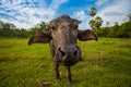 Close up face of baby buffalo in the field Royalty Free Stock Photo