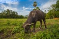 Close up face of baby buffalo in the field Royalty Free Stock Photo