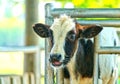 Close up the face of baby cow in a farm Royalty Free Stock Photo