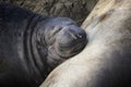 Close Up Face Baby Elephant Seal Pup Sleeping on Mother Royalty Free Stock Photo