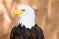 Close up on the face of a Bald Eagle in natural environment. High quality photography Royalty Free Stock Photo