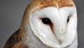 Close up of the face of a barn owl bird