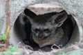 close up face bat eared fox in cave Royalty Free Stock Photo