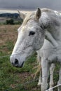 Close-up face a beautiful white horse on the farm Royalty Free Stock Photo