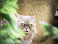 Close up face from beauty female gray persian cat with long hair