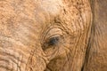 Close-up of the face of a big elephant Royalty Free Stock Photo