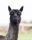 Close up face of black fur alpaca Royalty Free Stock Photo
