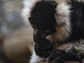 Close up face black lemur Royalty Free Stock Photo