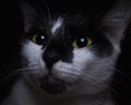 Close-up face black and white cat Royalty Free Stock Photo