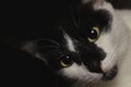 Close-up face black and white cat looking up to the camera lens Royalty Free Stock Photo