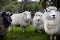 Close up face of black and white new zealand merino sheep in rural farm