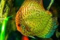 Close up of the face of a blue discus fish, popular tropical aquarium pet in aquaculture, tropical fish specie from the amazon Royalty Free Stock Photo