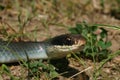 Blue Racer (Coluber constrictor foxii) Royalty Free Stock Photo