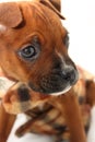 Close Up Face of Boxer Puppy Royalty Free Stock Photo