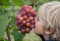 Close-up of the face of a boy biting large grapes from a large ripe appetizing bunch