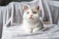 close up face of british shorthair cat in white and light brown colors with big eyes and blurred background Royalty Free Stock Photo