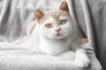 close up face of british shorthair cat in white and light brown colors with tilted head and blurred background