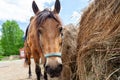 Close up face of A arabian horse with a saddle on his back bowed his head and eats hay from a dry stack Royalty Free Stock Photo