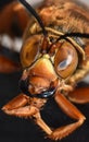 Close up of a Cicada Killer Wasp or Cicada hawk.