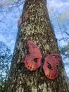 Close up of face butterflies in a tree trunk Royalty Free Stock Photo