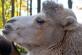 Close-up face of a camel Royalty Free Stock Photo