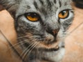 Close up face cat fotography Royalty Free Stock Photo