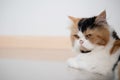 Close-up a face of A cat lying on the floor Royalty Free Stock Photo