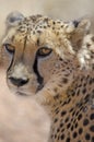 Close-up of face of cheetah, Namibia, Africa