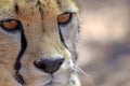 Close-up of face of cheetah, Namibia, Africa Royalty Free Stock Photo