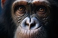 Close up of face of chimpanzee ape