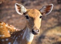 Close up face of Chital - Cheetal - Spotted Deer - Axis Axis - Indian Wild Life - Gir National Park, Gujarat Royalty Free Stock Photo