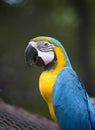 close up face of colorful blue gold macaw bird on green blur background Royalty Free Stock Photo