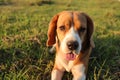 Close-up on face a cute beagle dog lying on the grass field,shooting with a shallow depth of field Royalty Free Stock Photo