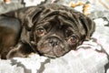 Close up face of cute black pug dog breed lying on a dogs bed with sad eyes opened Royalty Free Stock Photo