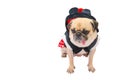 Close up face of cute dog puppy pug with dress sad and sit on white background and copy space.