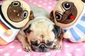 Close up face of cute dog puppy pug want to sleep rest, tongue s