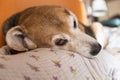 Close up face of cute dog sleeping with open eye Royalty Free Stock Photo