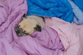 Close up face of cute funny puppy pug dog sleep rest on bed with tongue out and wrap blanket because of weather cold. Pug dog put Royalty Free Stock Photo