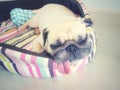 Close up face of cute funny puppy pug dog sleep rest on pillow bed with tongue sticking out. Funny pug dog in lazy time Royalty Free Stock Photo