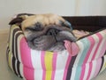 Close up face of cute funny puppy pug dog sleep rest on pillow bed with tongue sticking out.