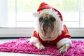 Close-up face of a cute lying pug puppy dog in Christmas hat. Pug wearing xmas costume sleeping rest on the floor in holiday lazy Royalty Free Stock Photo