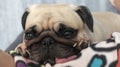 Close up face of Cute pug dog puppy sleeping on the bed Royalty Free Stock Photo