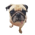 Close-up face cute pug dog puppy with tongue sticking out look camera. Pug dog in wonder and big head shot that call the dog. Royalty Free Stock Photo