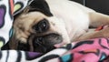 Close up face of Cute pug dog sleeping rest on bed Royalty Free Stock Photo