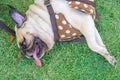 Close-up face of cute pug dog sleeping rest lying siesta on grass in the park and snoring loud open mouth Royalty Free Stock Photo